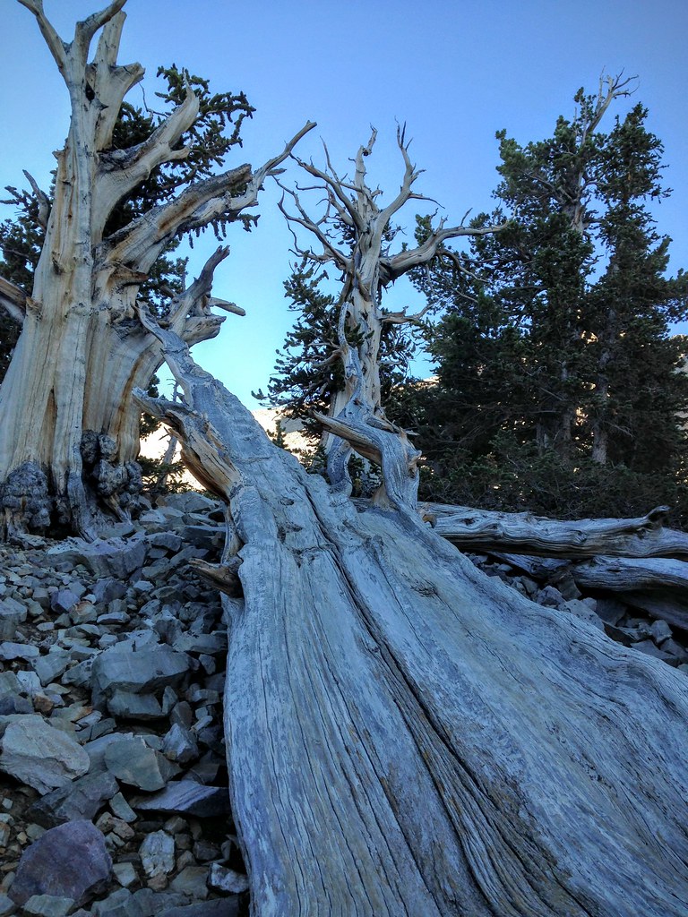 IMG_0681 Robert Collette Flickr