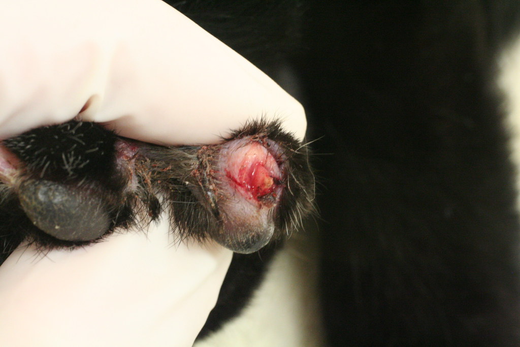 Torn Nail - Cat Fight | Cat Presented 3-Legged Lame (On The … | Flickr