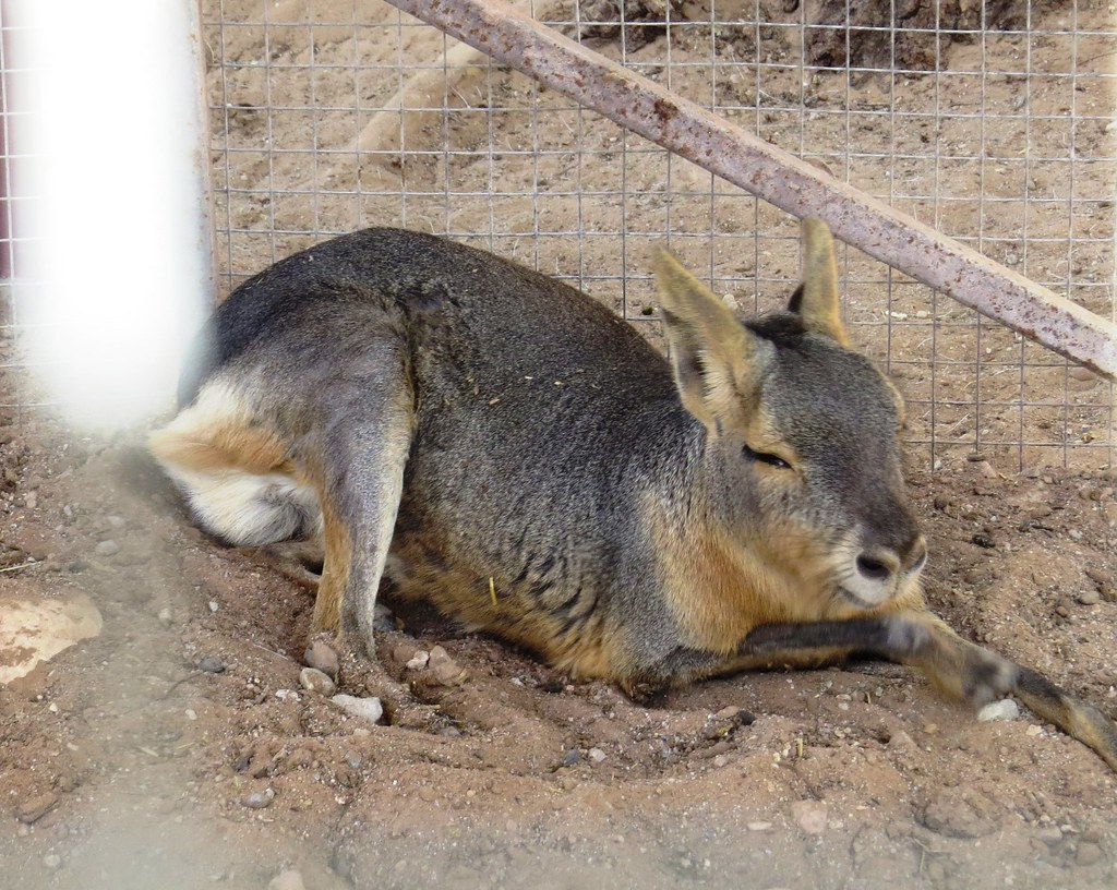 Petting Zoo Bonnie Springs,Blue Diamond, Nevada Thom Karmik Flickr