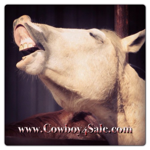 Fun picture of Jet palomino paint gelding for sale Flickr