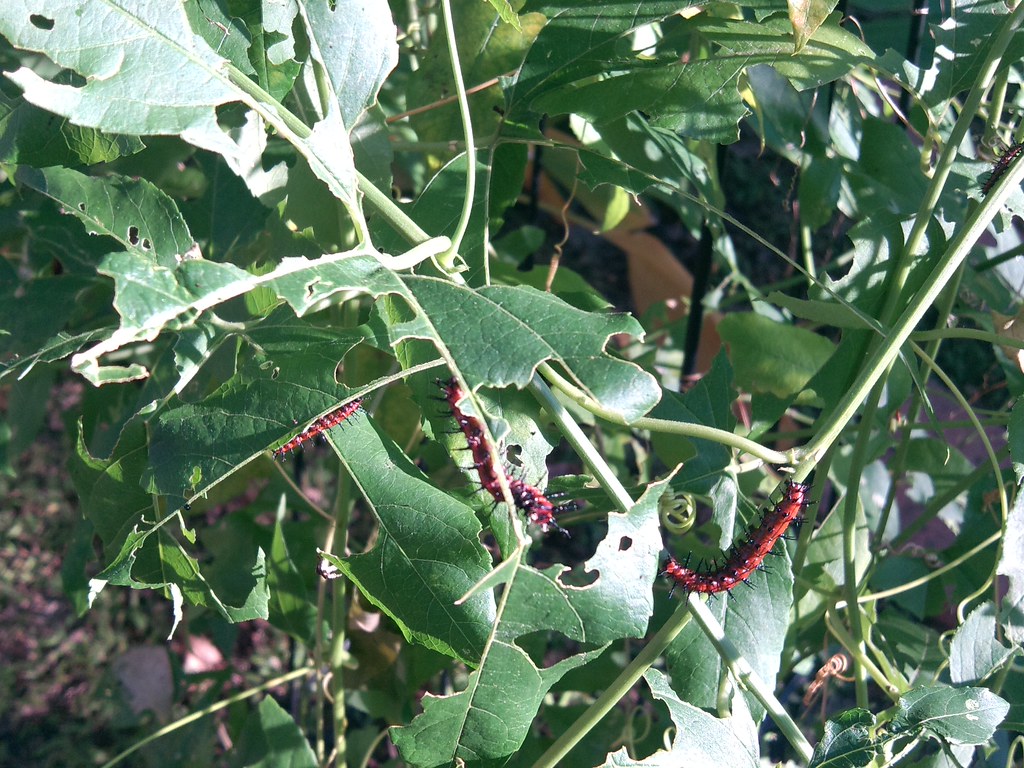 Gulf Fritillary caterpillars eating passiflora leaves, hos… Flickr