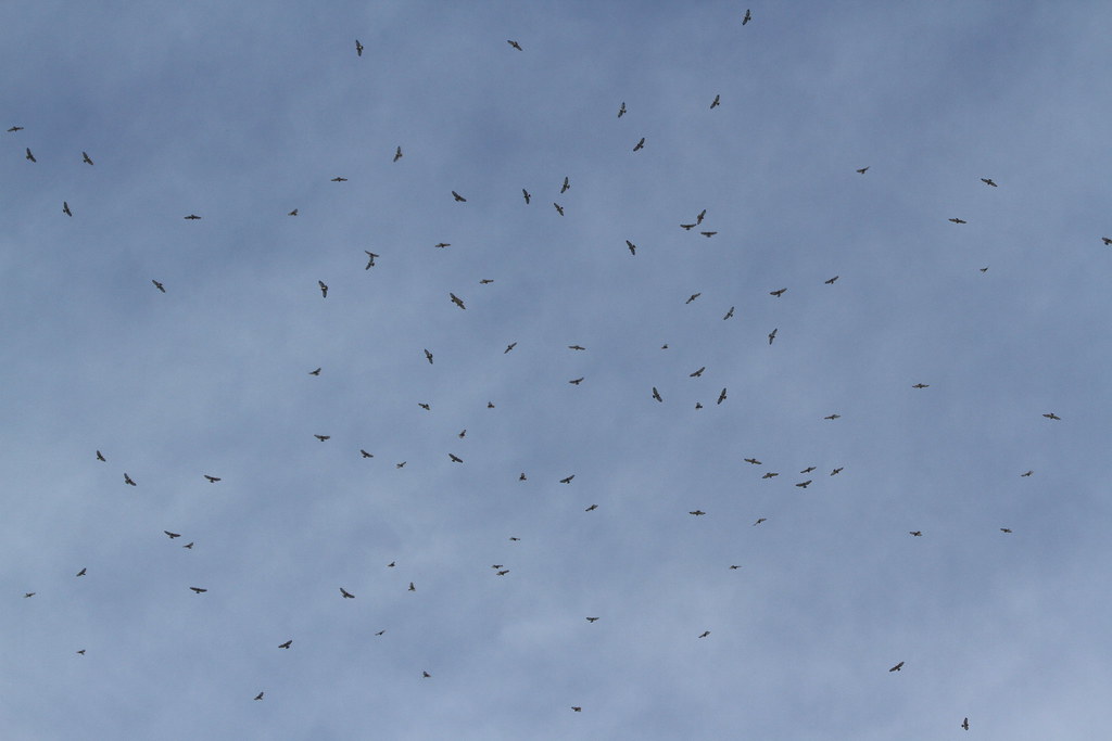 IMG_2294 Broadwinged Hawk kettle Lake Erie Metro Park, … Flickr