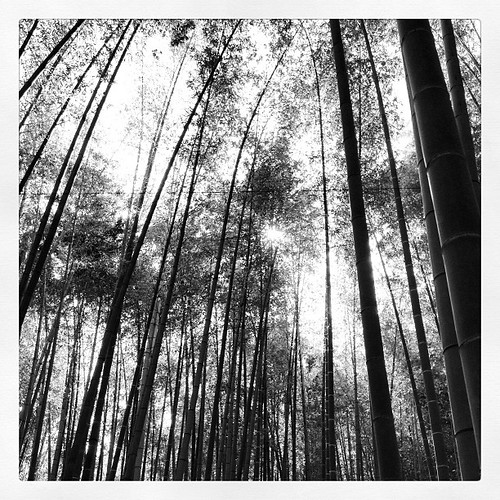 Tallest bamboo in world apparently Michael Q Todd Flickr