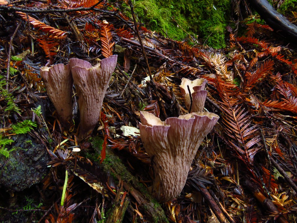 Pigs Ears mushrooms Gomphus clavatus edible and quite go… Flickr