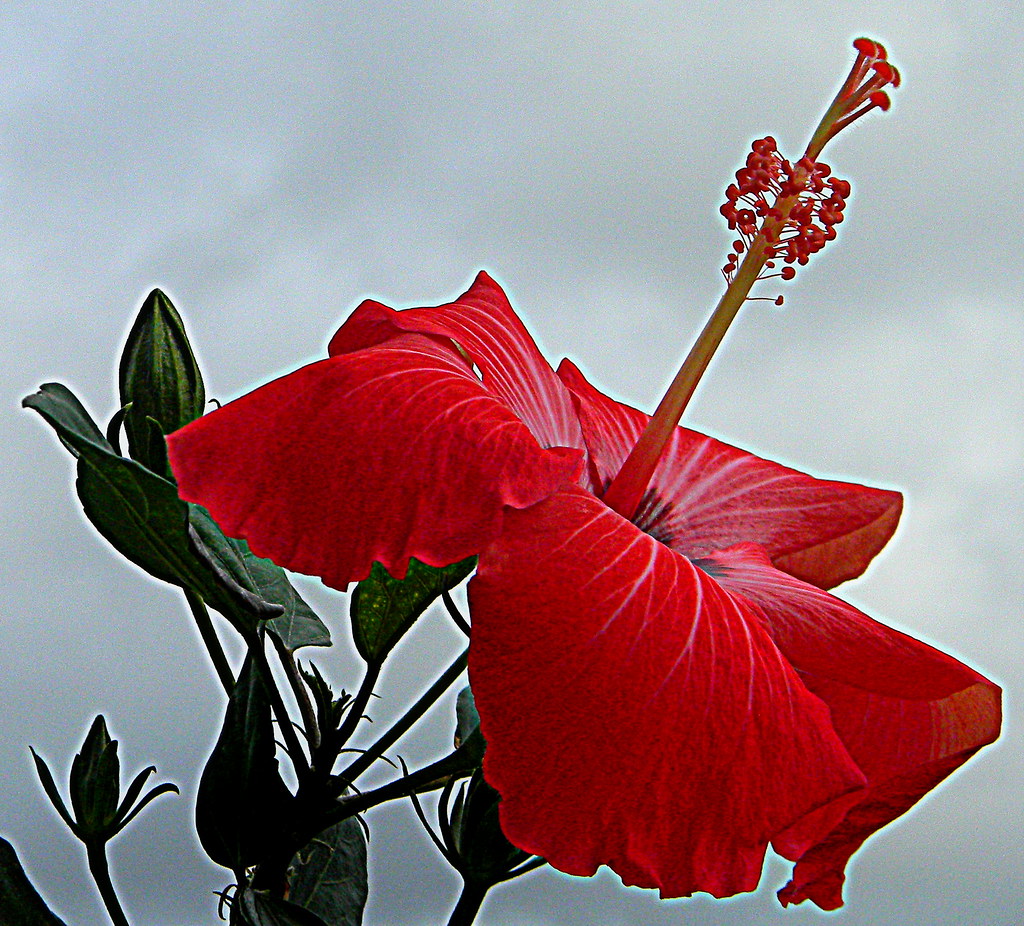 Hibiscus blooming again rise up flickr Friday Flickr