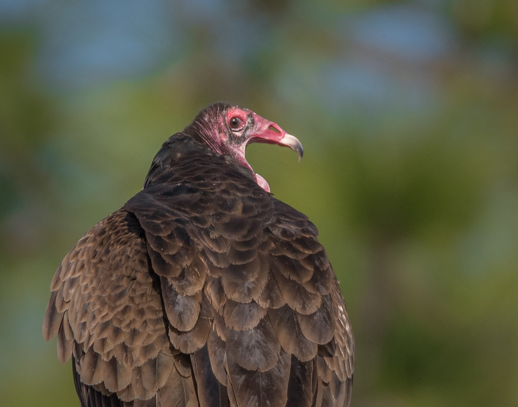 Turkey Vulture NC, April 2018 My yard Stubbs Flickr