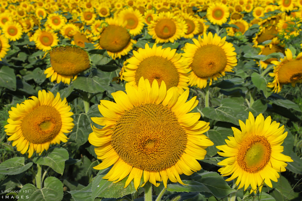 Sunflower Fields Sunflower Fields Caledon Davis Family F