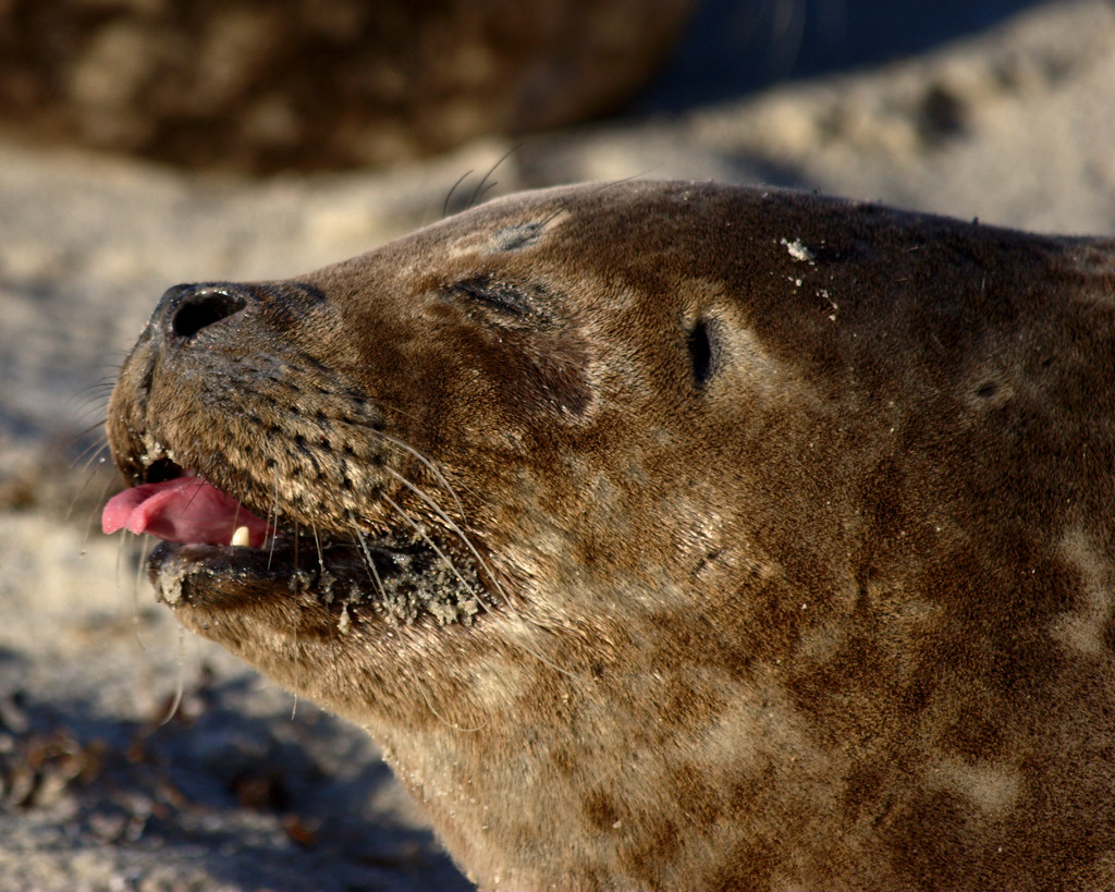 Sneezing seal Scott SherrillMix Flickr