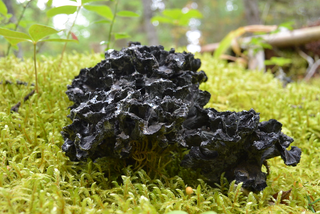 Blue Chanterelle DSC_9340 Polyozellus multiplex. Fir fores… Flickr