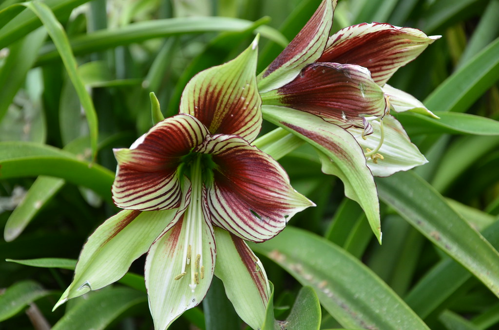 DSC_5874 red and green lily, Adelaide Botanic Garden, Sout… Flickr