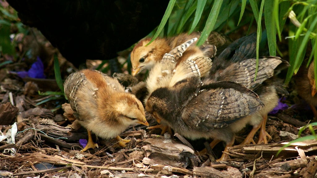 Bermuda chicks... Bermuda "free range" chickens in the Doc…