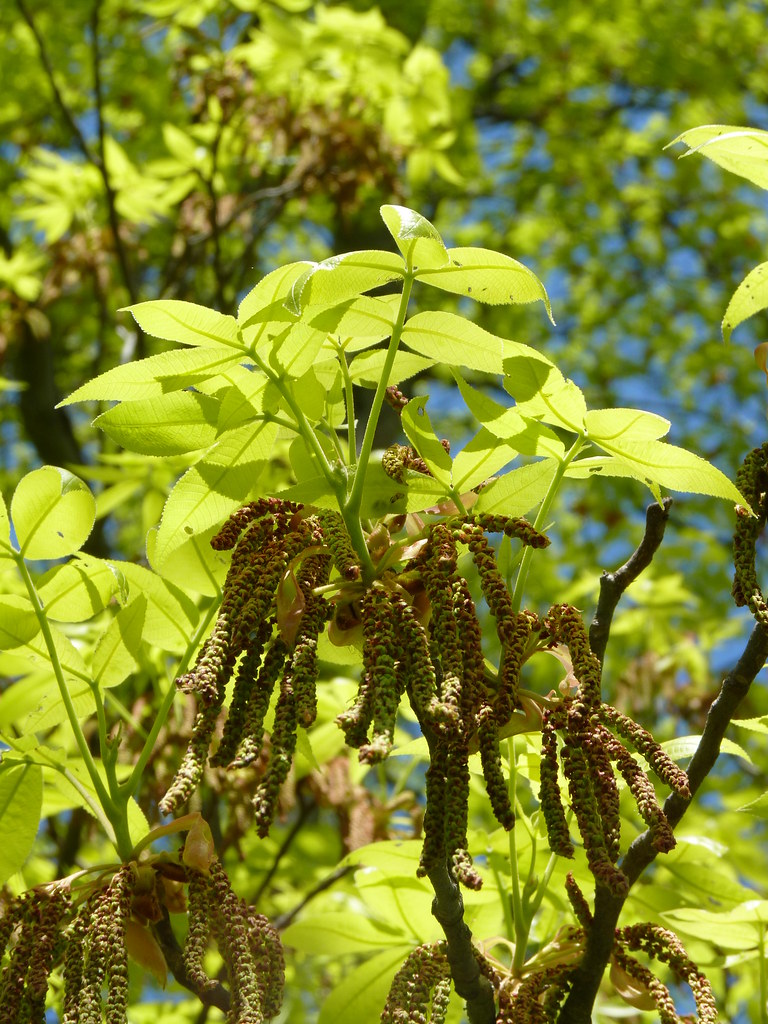 Shagbark Hickory catkins and leaves Dendroica cerulea Flickr