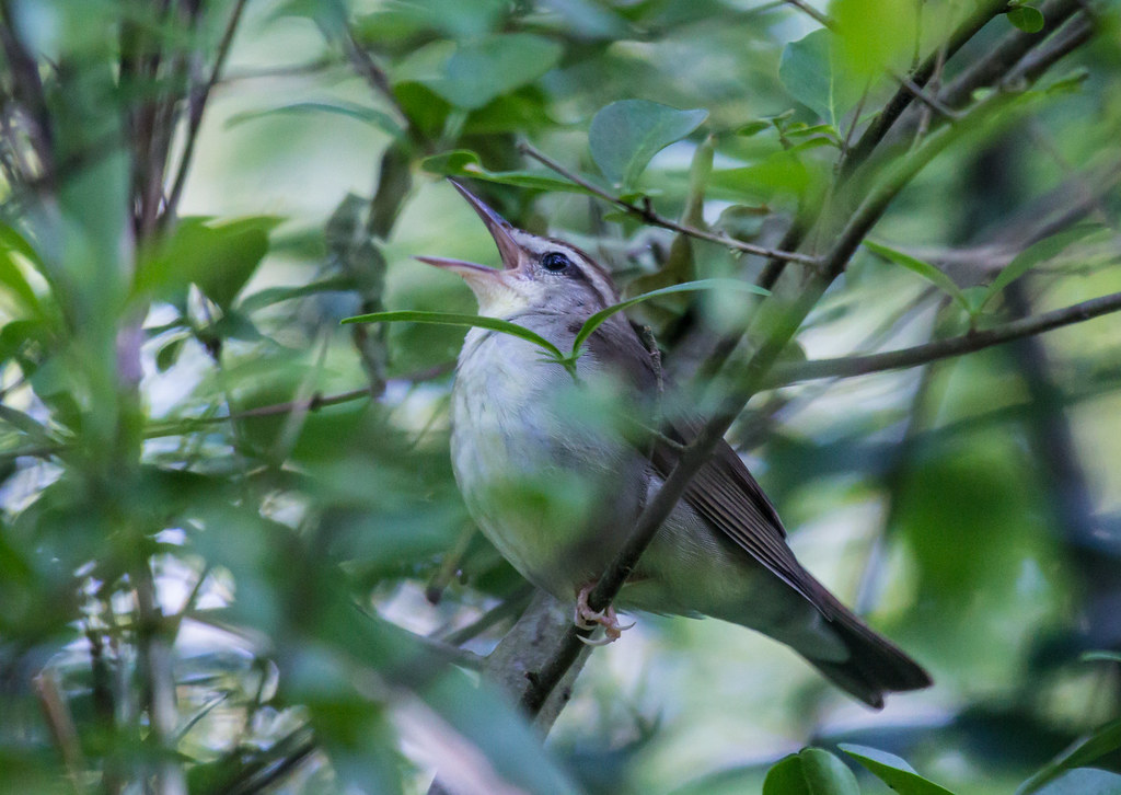 Swainson's Warbler Red Slough Birding Convention, Idabel, … Laura