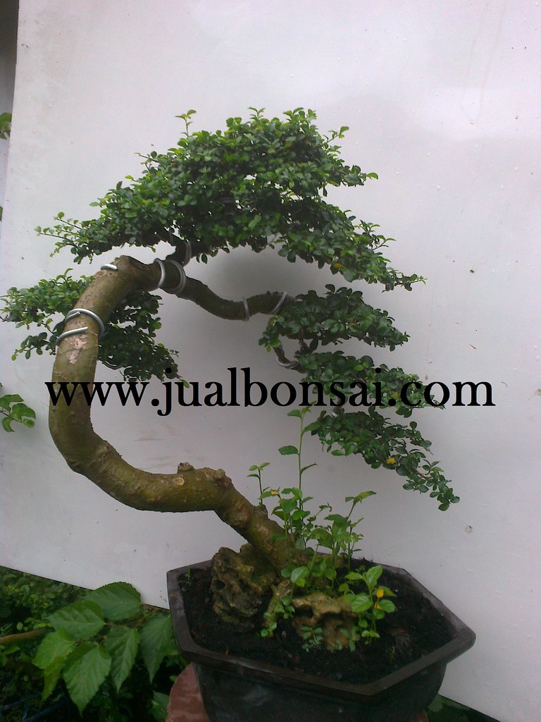 Bonsai 67 Serut Gaya Bunjin Ukuran Large | Bonsai Kimeng Uku… | Flickr