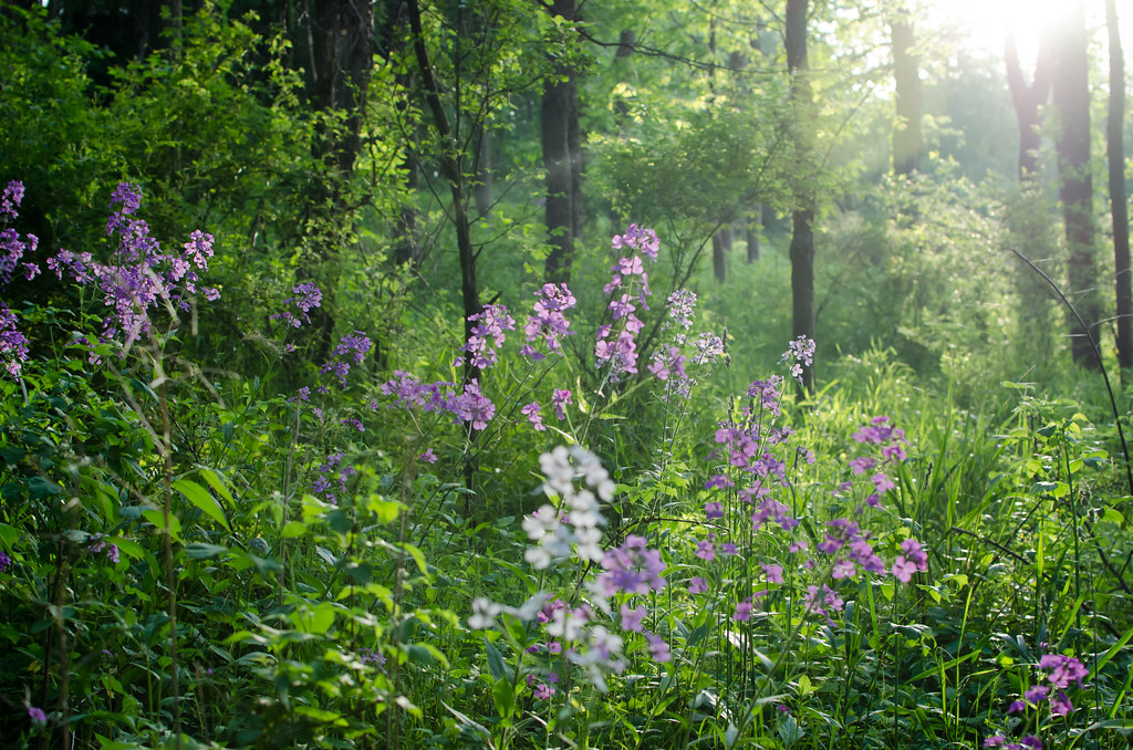 Wild Phlox Pennsylvania Woods, May 2013 Rob Albright Flickr