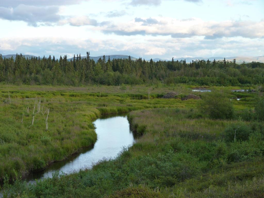 Beaver meadow Beaver meadow, Kwethluk River, Yukon Delta N… Flickr