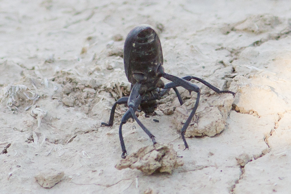 Darkling Beetle (Stink Beetle, Acrobat Beetle). Rancho Sie… Flickr