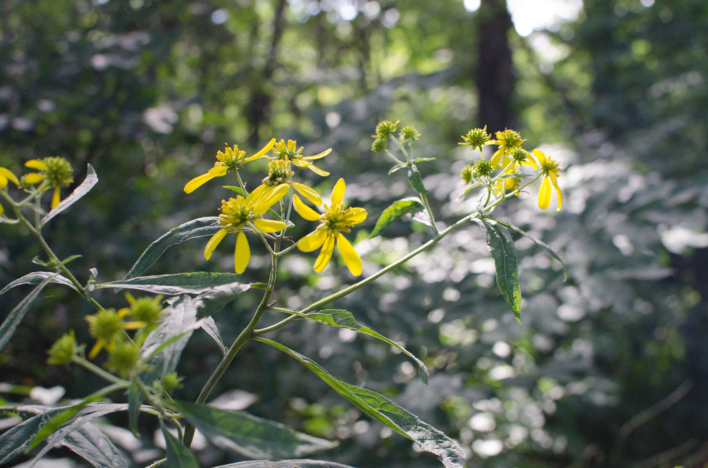 wildflowers, Sky Meadows, VA Katie Yaeger Rotramel Flickr