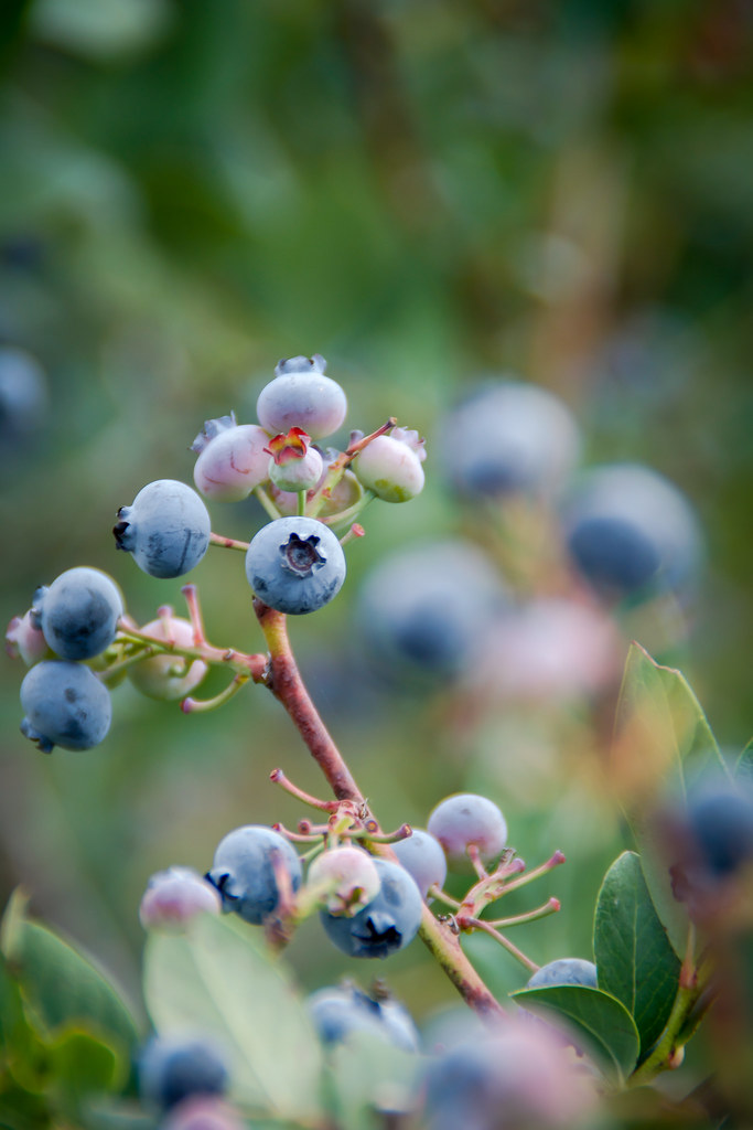 Blueberries 2 Andrew's Scenic Acres, Milton, Ontario H.B. Sim Flickr