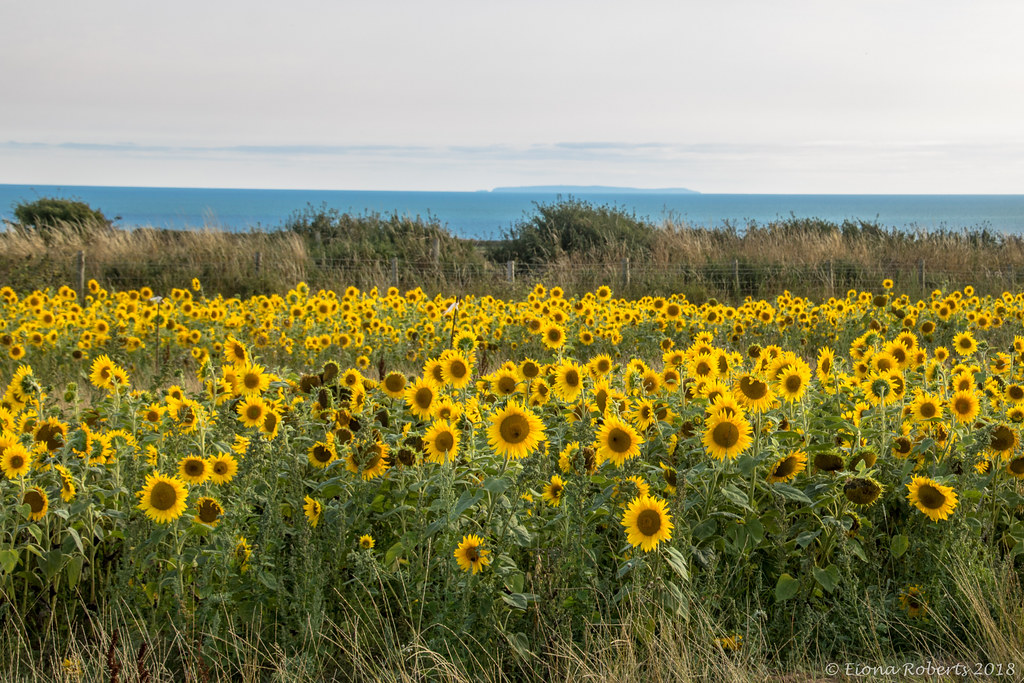 Rhossili Sunflowers Flickr