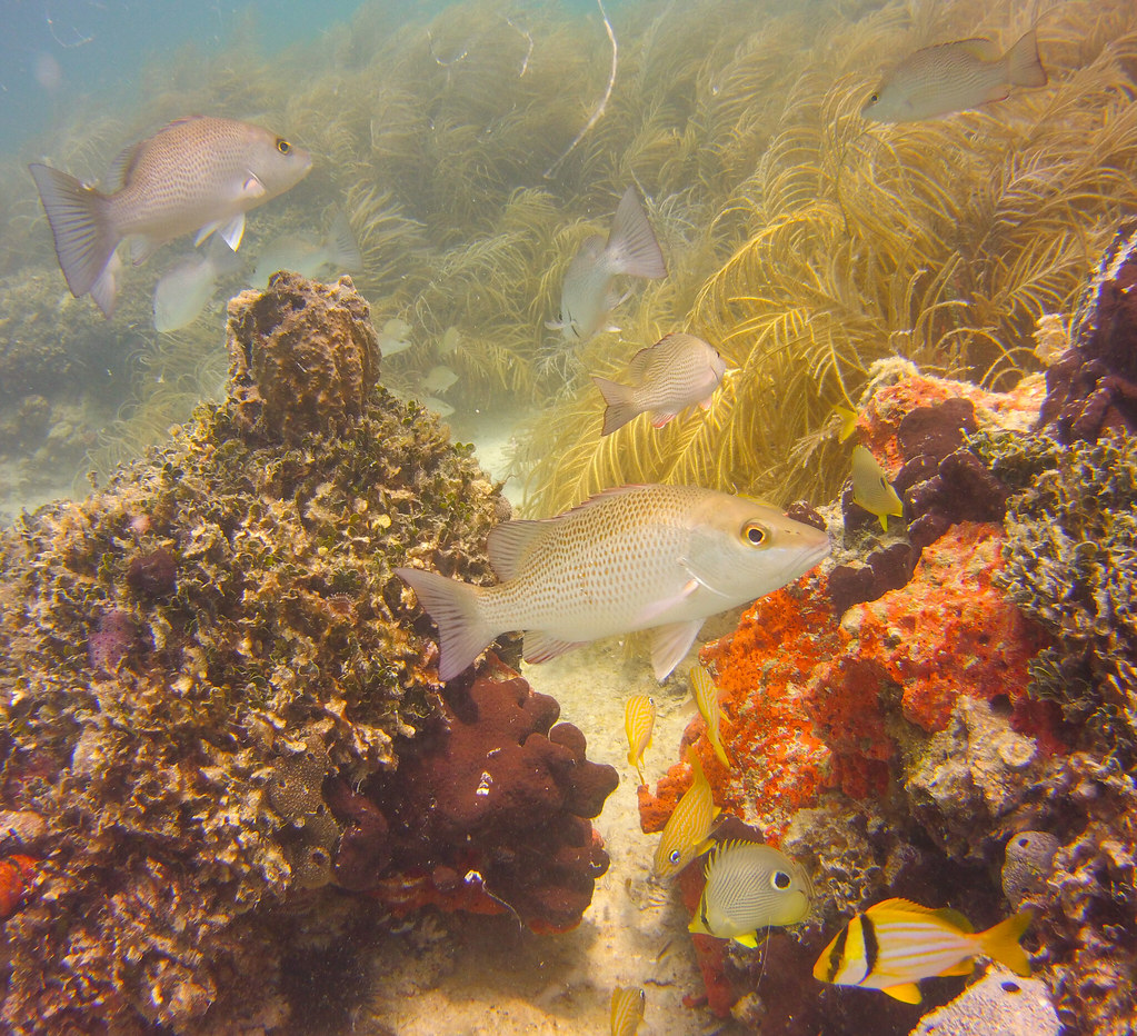 Western Mooring Balls Key West oddhumor Flickr