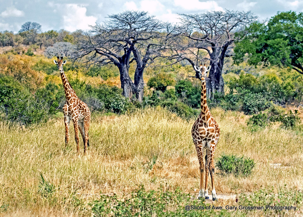 Masai Giraffes [Explore 7/23] Giraffes and baobab trees in… Flickr