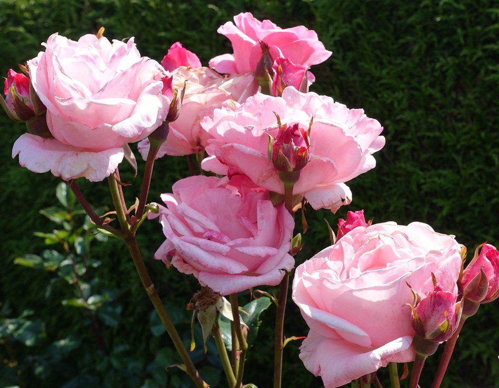 roses grow on you at Emmett’s Garden Hazel Flickr