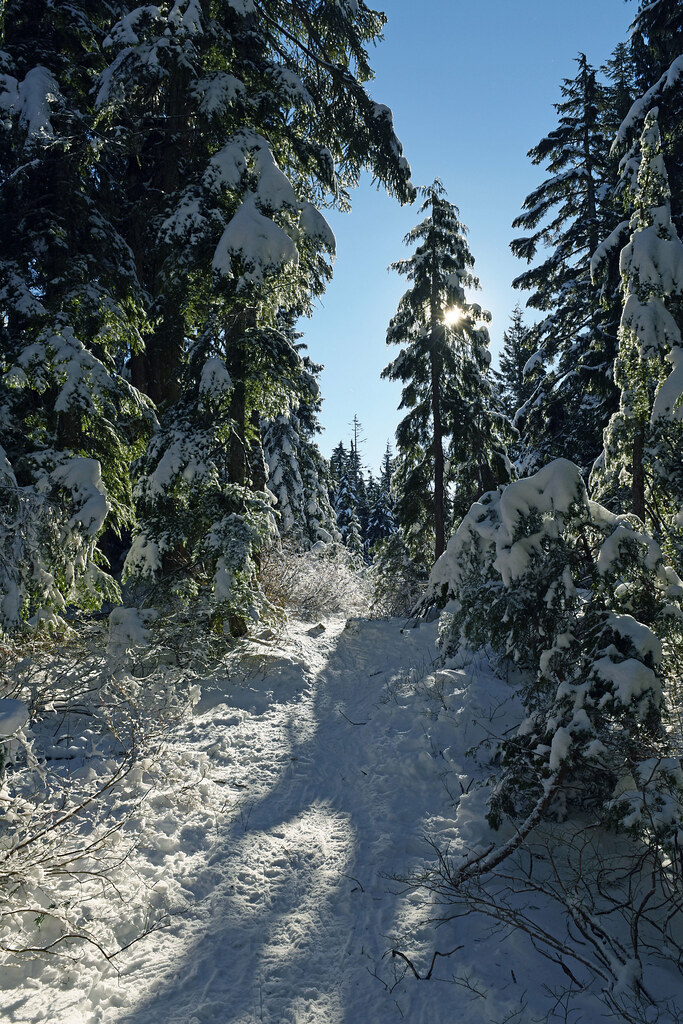 snowshoeing cypress Fanny Burgess Flickr