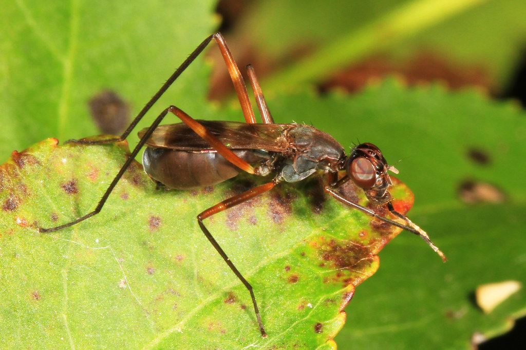 Stiltlegged Fly Taeniaptera trivittata, Colchester Park… Flickr