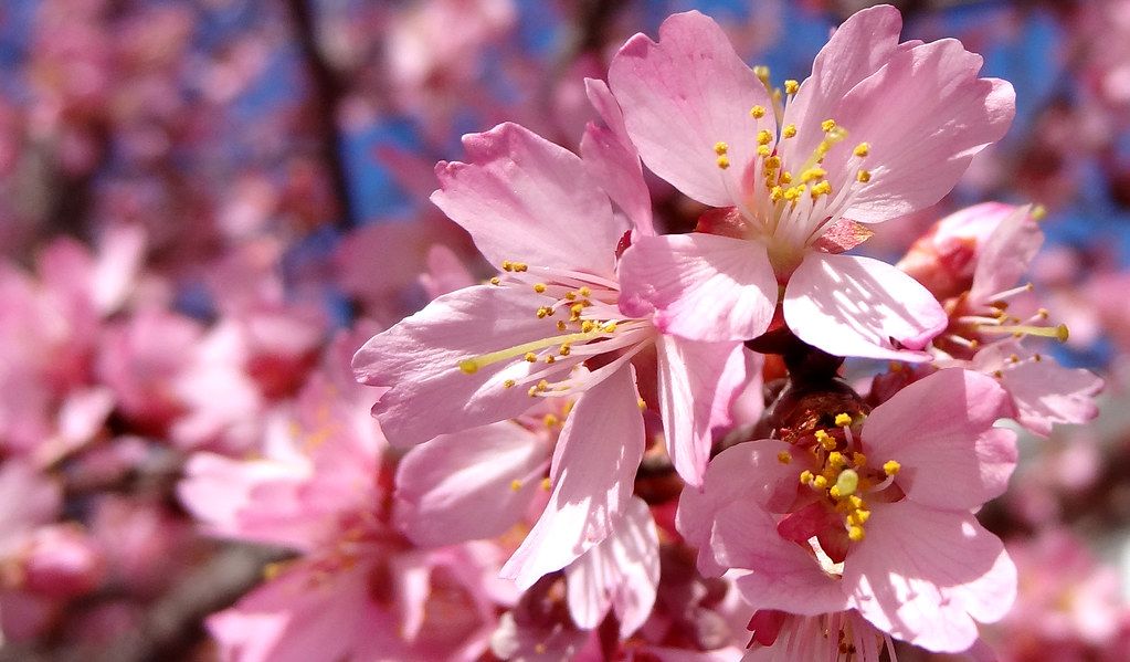 Cherry blossoms, Elberton, GA Cherry, or apple, or pear, o… Flickr