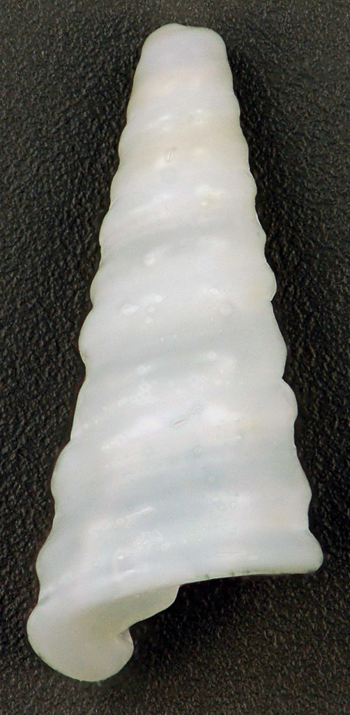 Turritella sp. (turret snail) (San Salvador Island, Bahama… Flickr