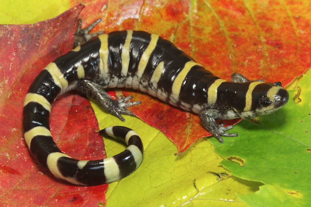 Ringed Salamander Near Decatur, Benton County, Arkansas, U… Kory