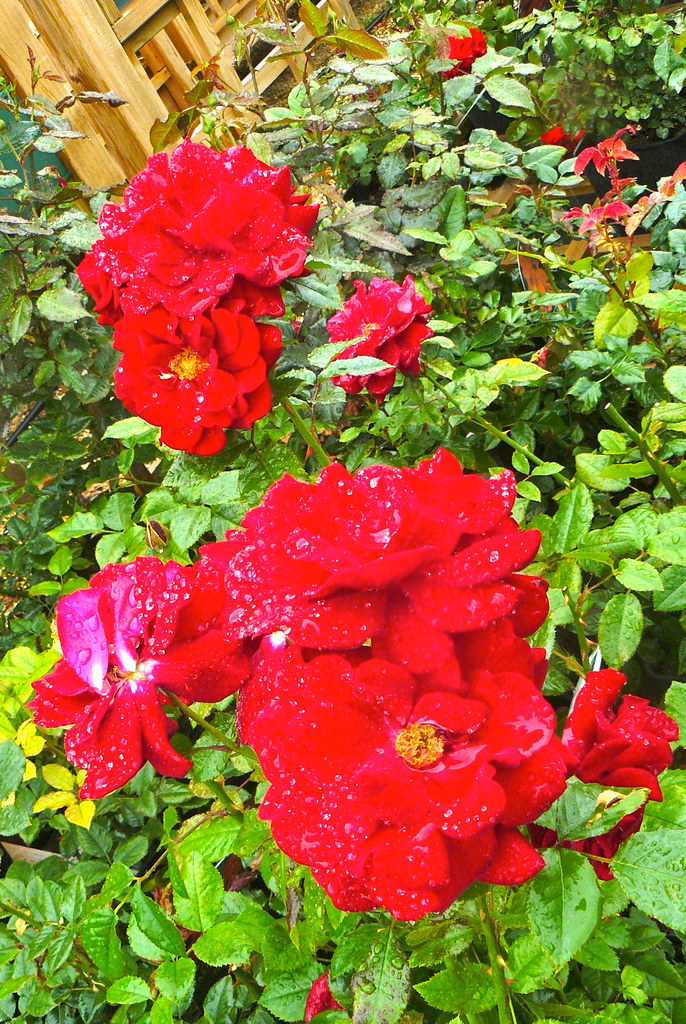 Harkness Roses Hitchin Garden Centre Pets Corner Harkness … Flickr