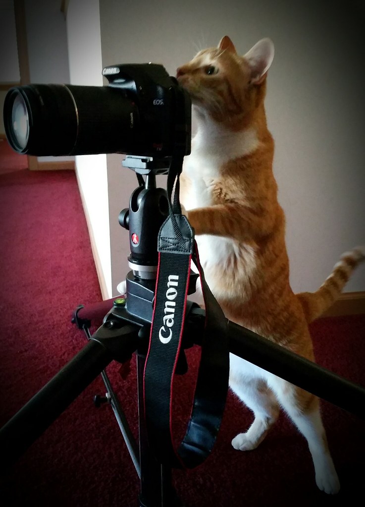 cat canon camera Lalo Flickr