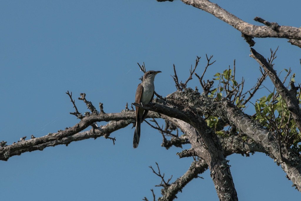 Yellow billed cuckoo Taken in Virginia Beach, VA Clifton Seney Flickr