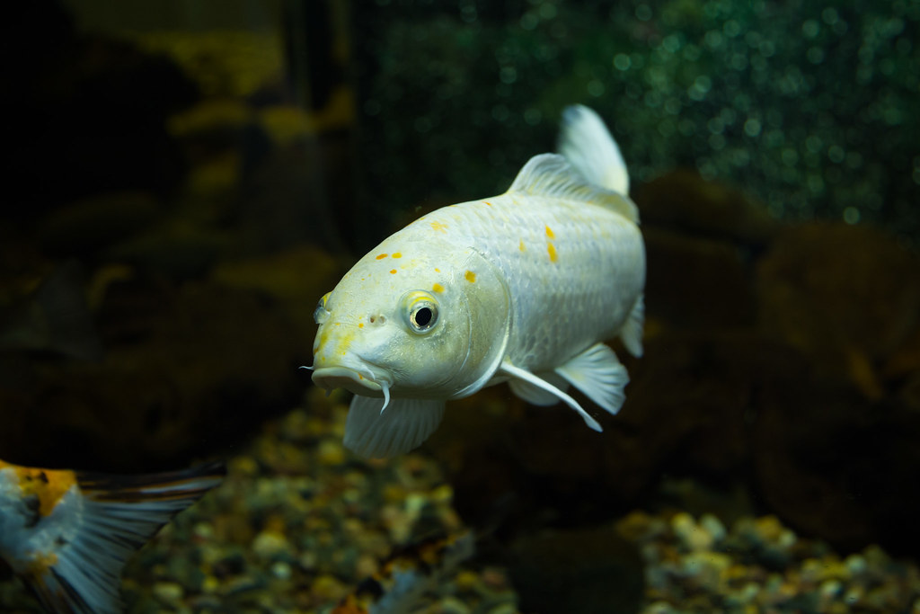 White fish Emil . Flickr