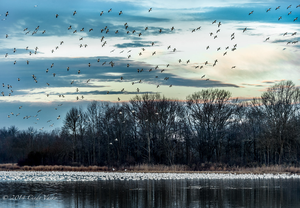 Bombay Hook National Wildlife Refuge, Smyrna DE December 2… Flickr