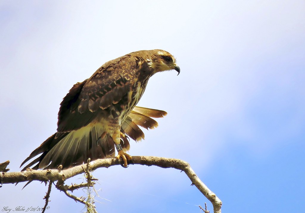 Florida Snail Kite (Female) The Florida snail kite is aptl… Flickr