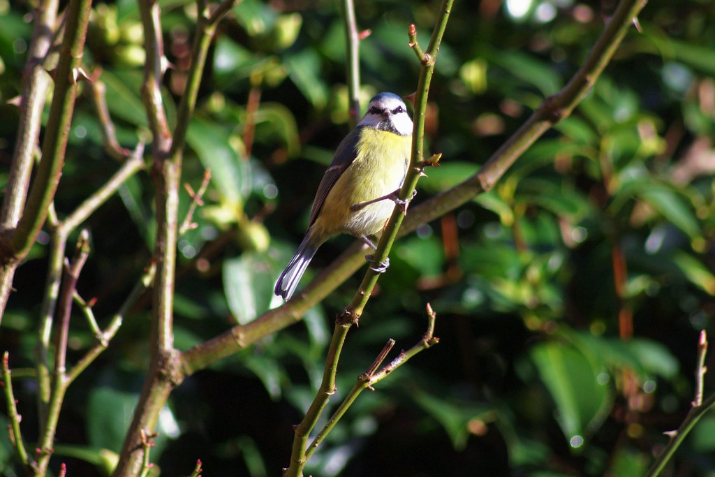 Bluey in the garden Deb Flickr