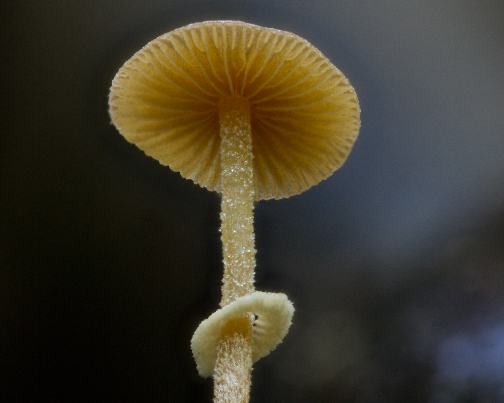 A mushroom with a pronounced stem ring, Maungatautari, NZ (1 of 3) a