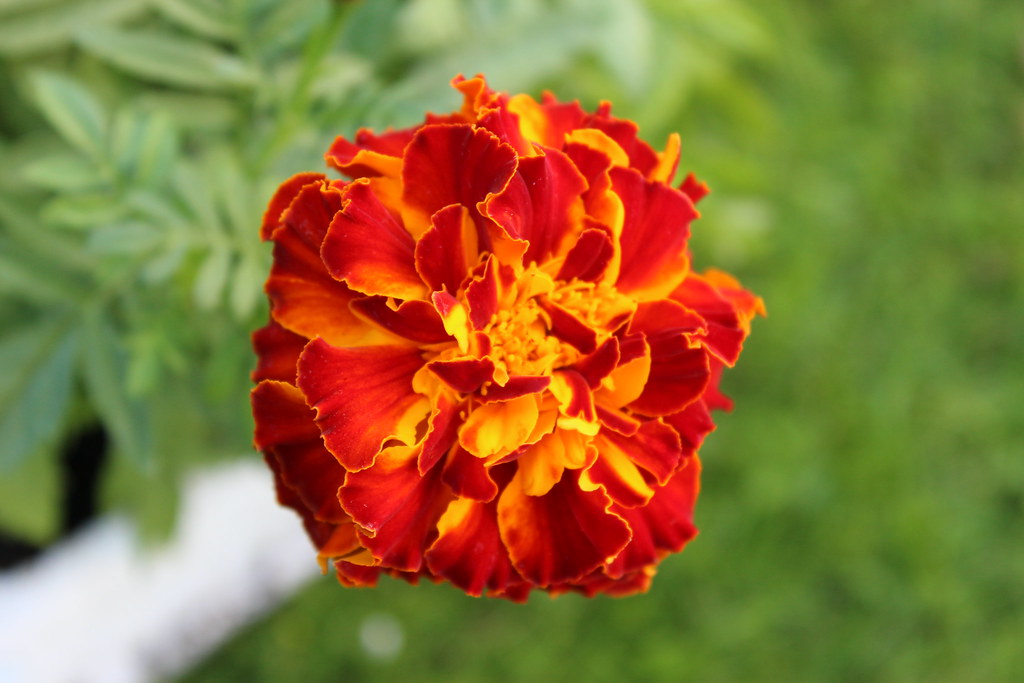 Flower French marigold's, the slugs favourite meal... david timms