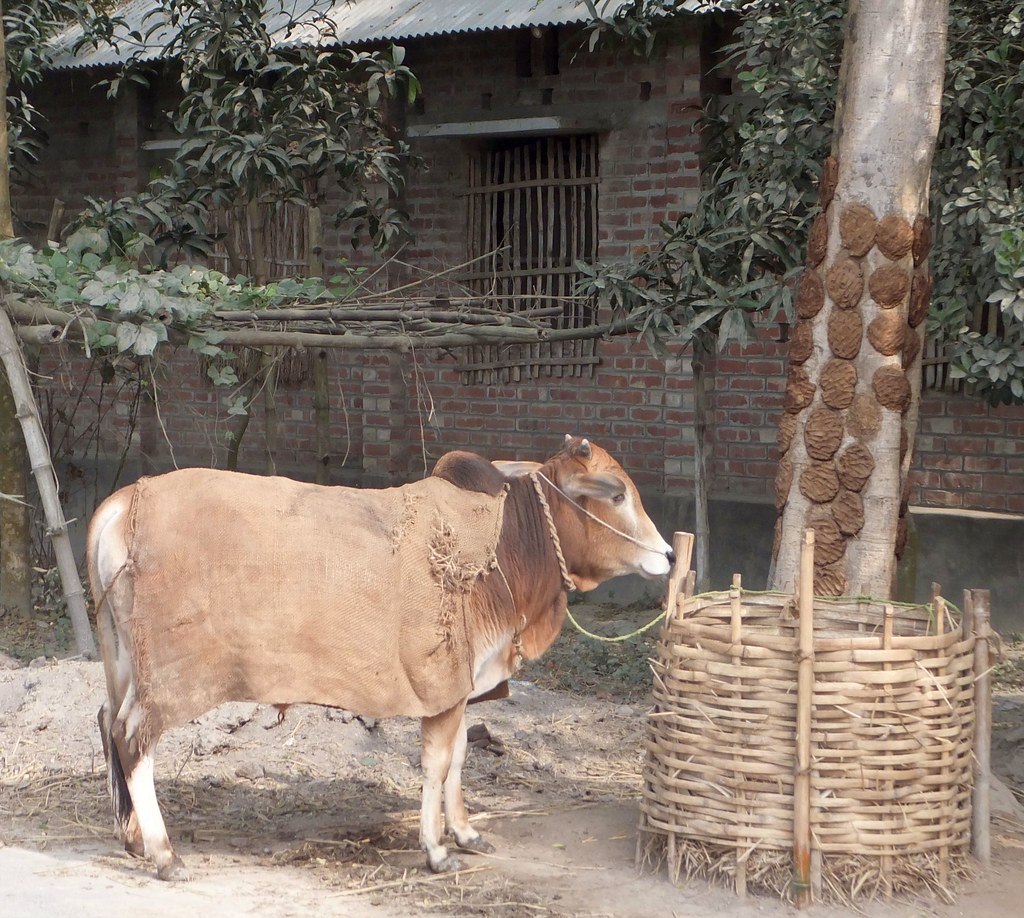 Multipurpose Livestock has many uses, in Bangladesh gordontour