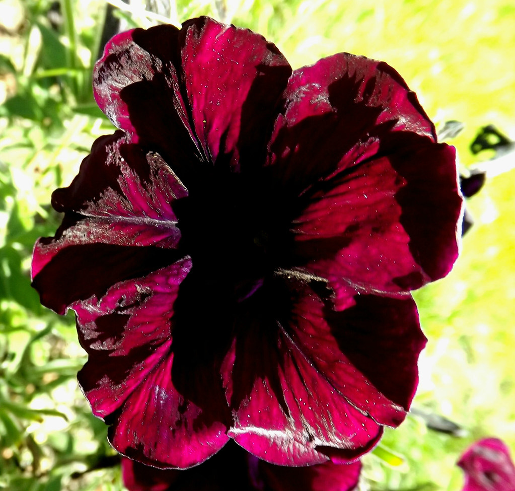 Final The beauty of this flower symbolizes the hard work a… Flickr