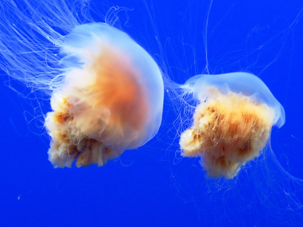 Jellyfish Interesting Facts Jellyfish have no brains. They… Flickr