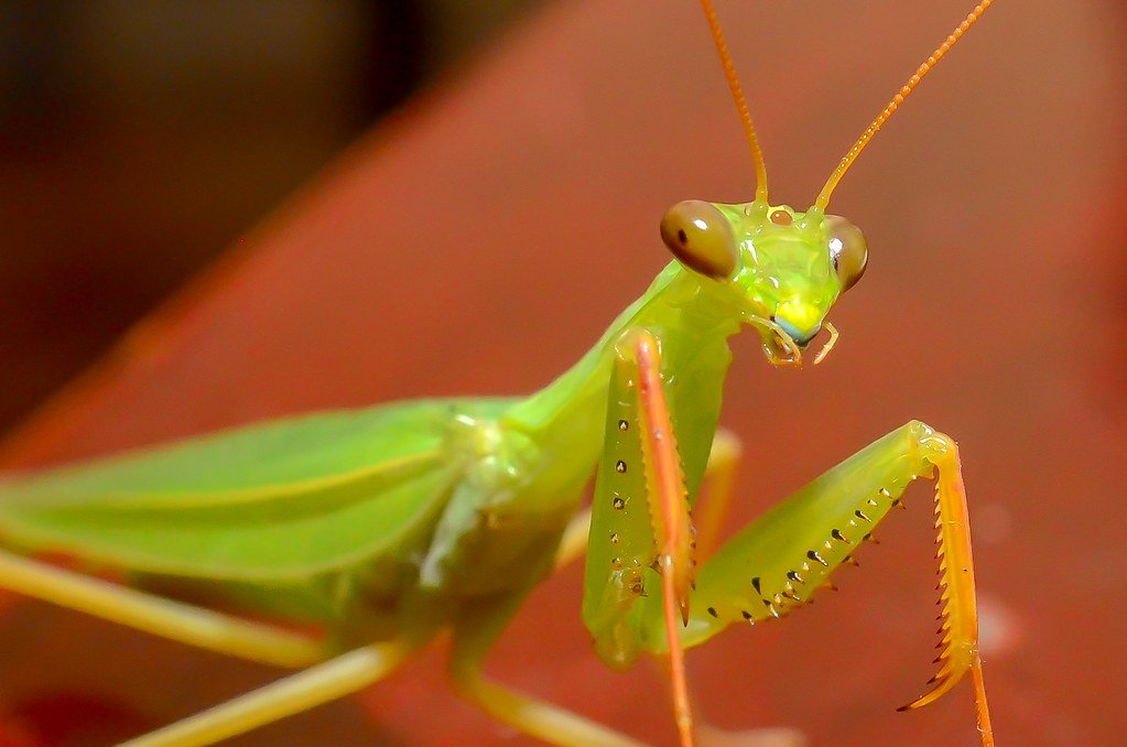 LouvaaDeus em casa Só curtindo o domingão! `Paulo Bretas Flickr
