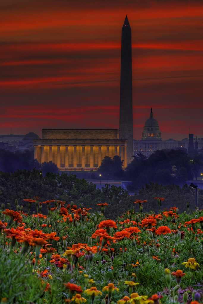 Flowers & Washington DC skyline sunrise Flickr