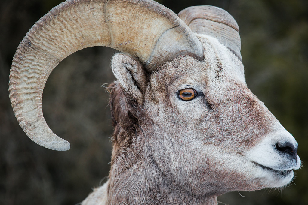 Bighorn sheep ram Bighorn ram, Lamar Valley; Neal Herbert;… Flickr