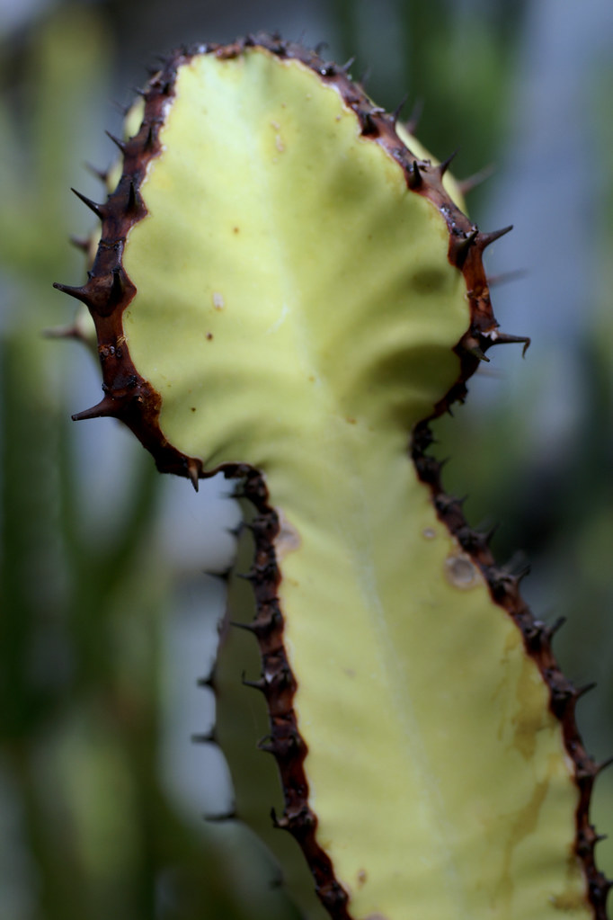 Euphorbie, Kandelaber, bushveld candelabra (Euphorbia coo… Flickr