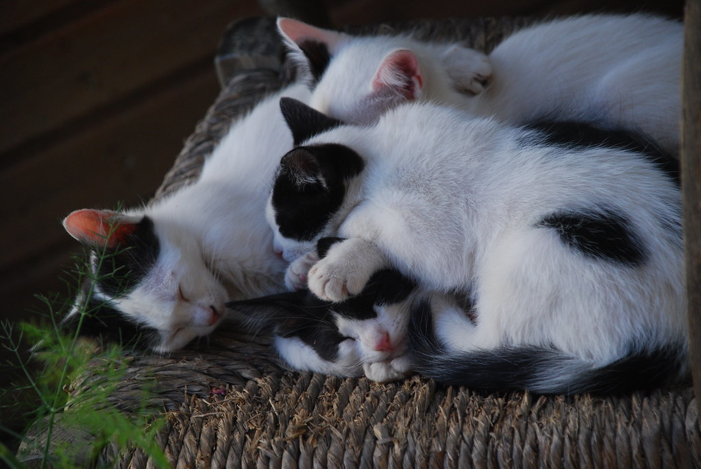 Cats, Crete a photo on Flickriver