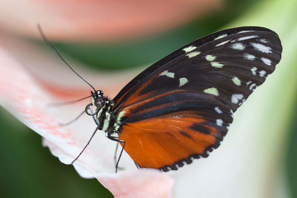Butterflies Go Free, Montreal I visited the Insectarium in… Flickr